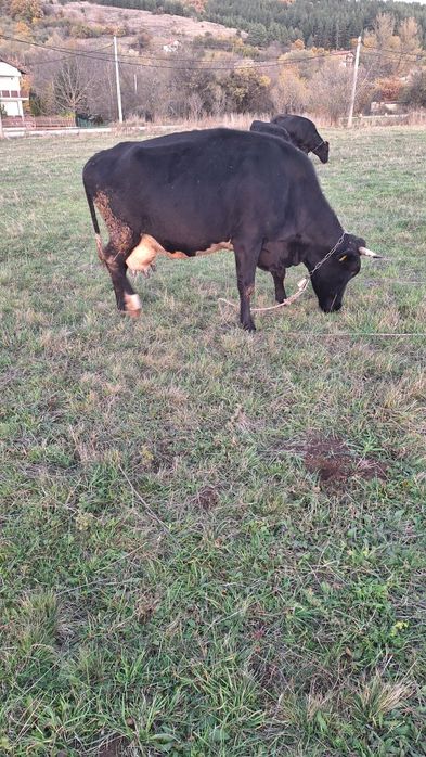 Три броя крави!!!