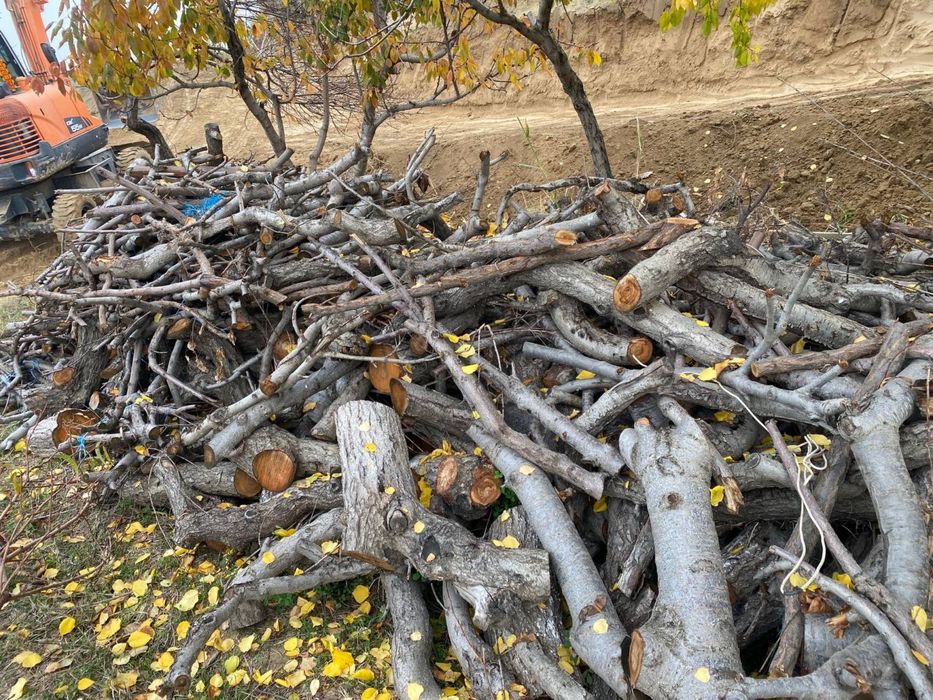 Utin shoxlar sotiladi