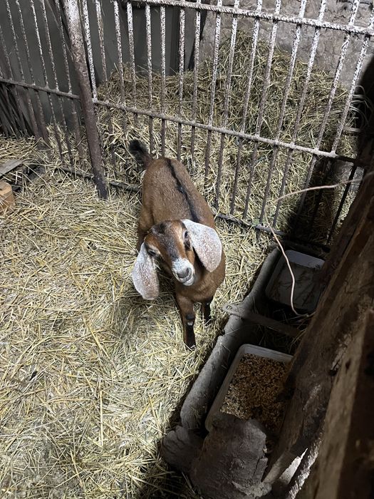 Vand  CAPRA cu IADA rasa Anglo Nubian