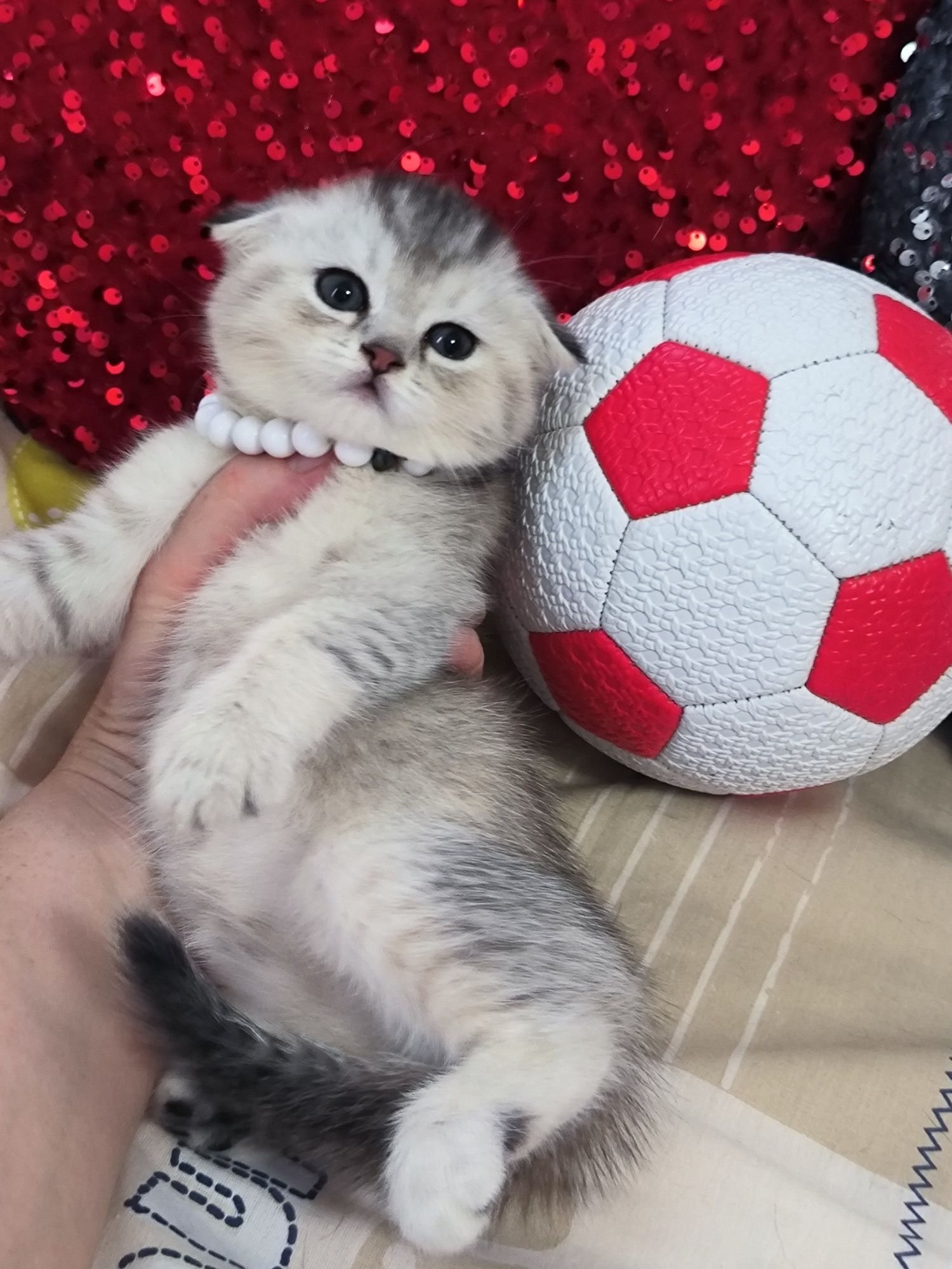 Котята чистокровные