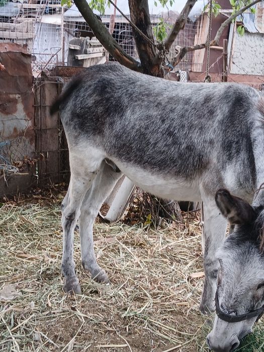 Vând măgăruș mare cat un cal