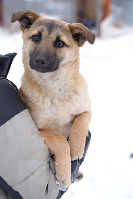 Щенок ищет дом. Будет не большим