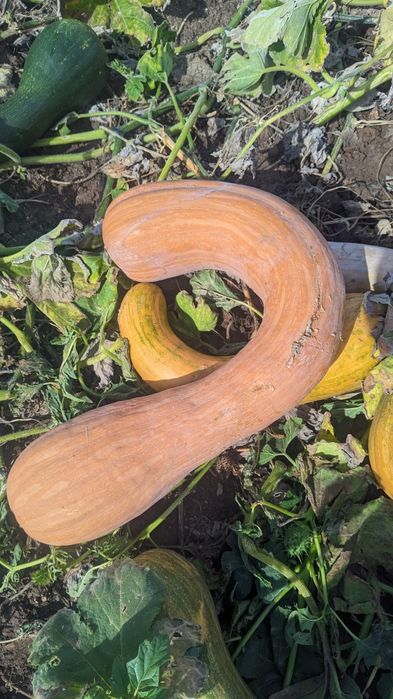 Продавам тикви за фураж