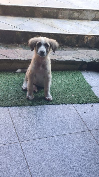 Catei pentru adoptie