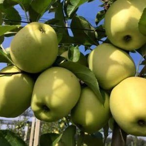 Mar soiul Patul Pionic