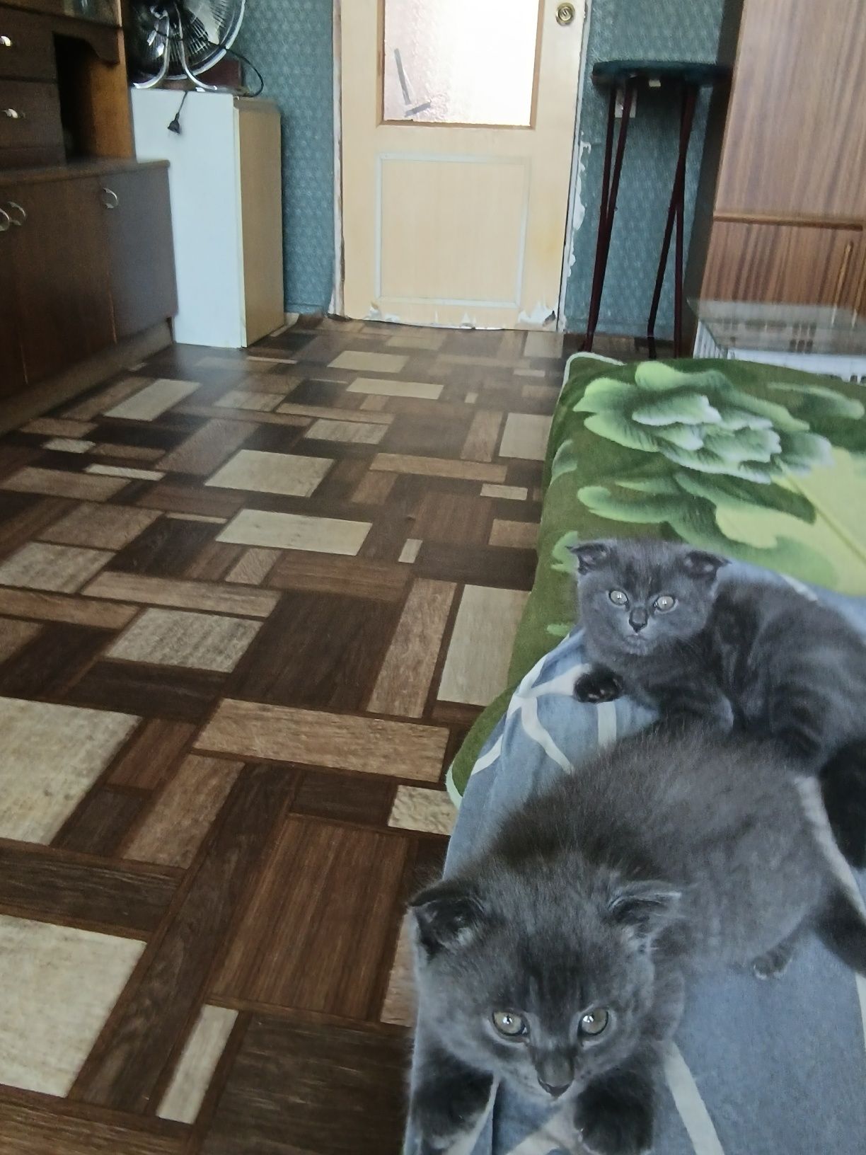 Продаются котята,не дорого .Две девочки