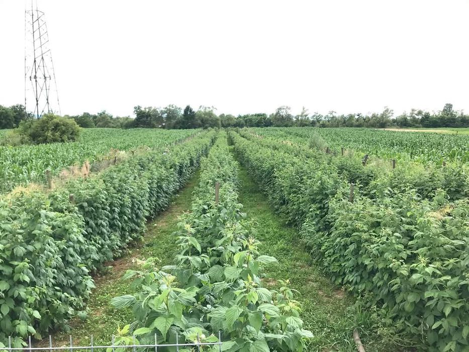 Vând butași zmeură și mure