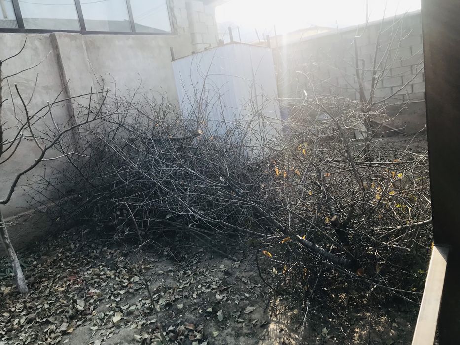 Отын лес ағаш самовызов