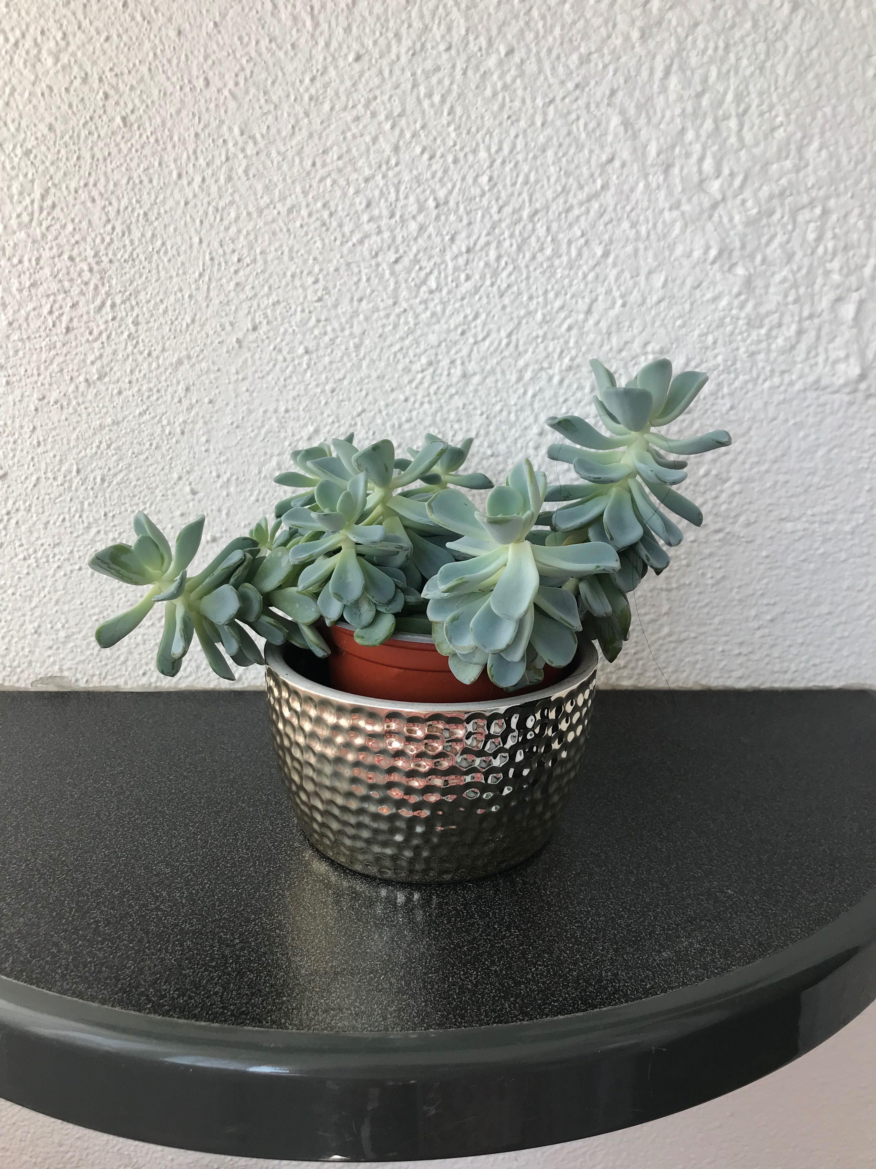 Сукулент Ешеверия / Echeveria
