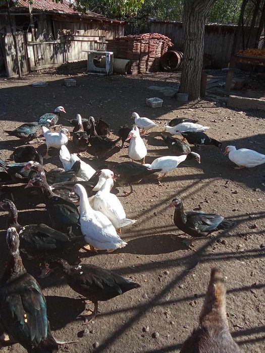 Продавам неми патици