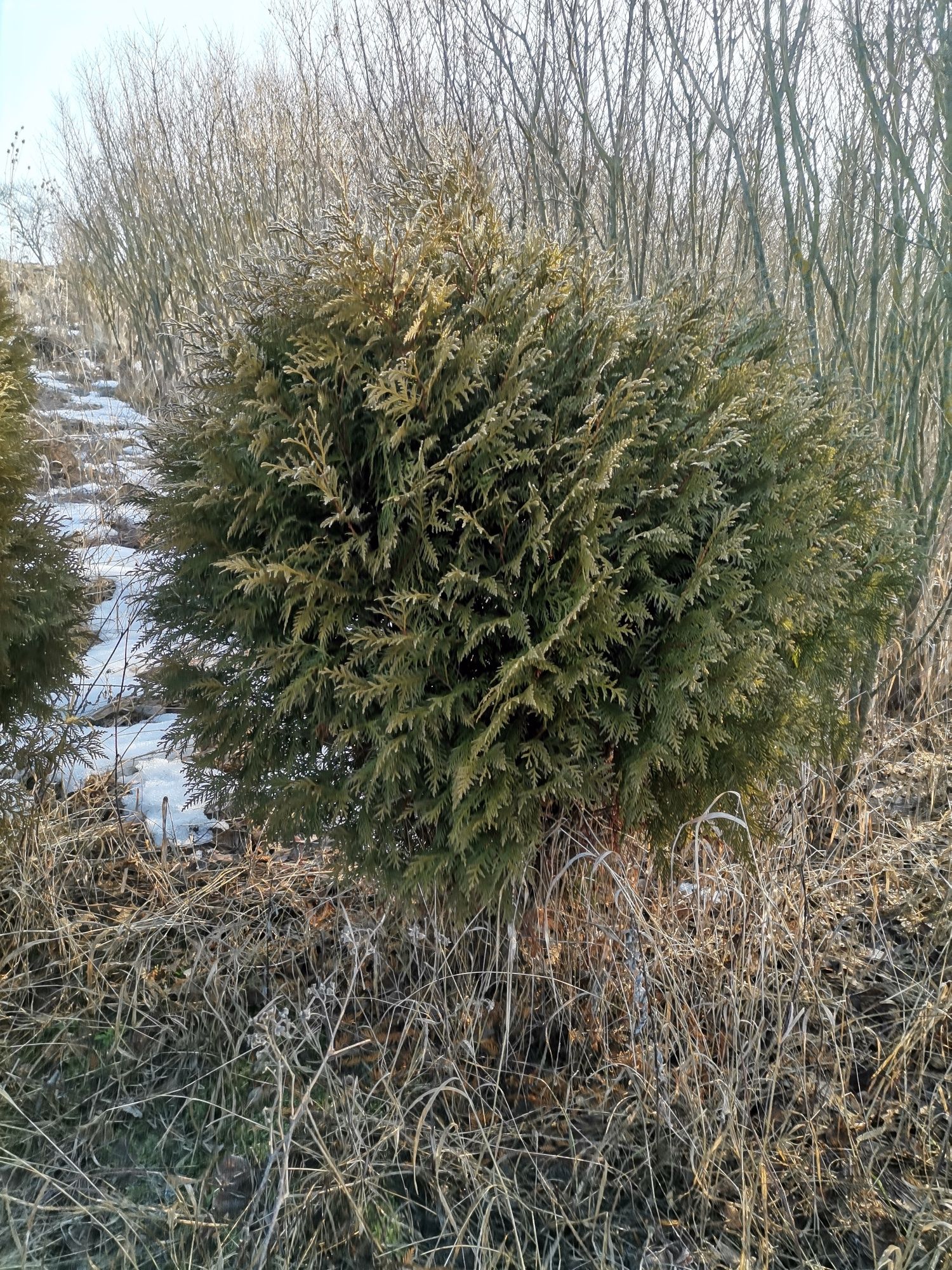 Tuia enuperi buxus plante ornamentale