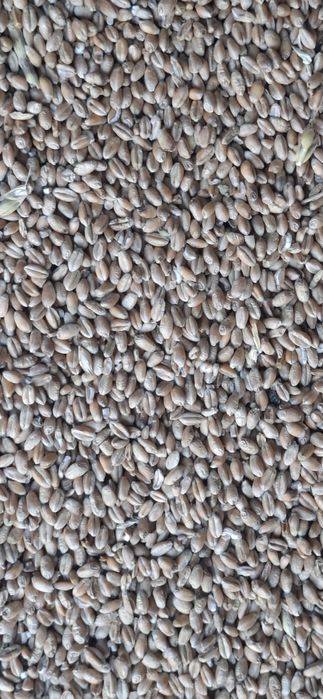 Grîu ,Orzoaica de primavara