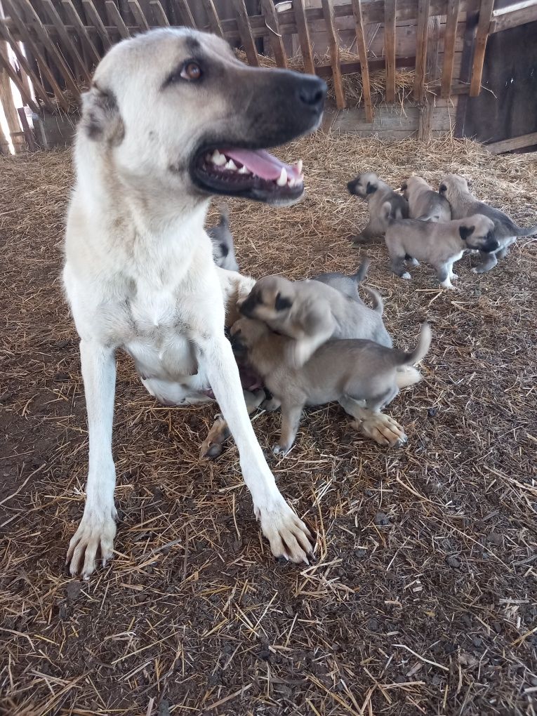 Vând căței kangal