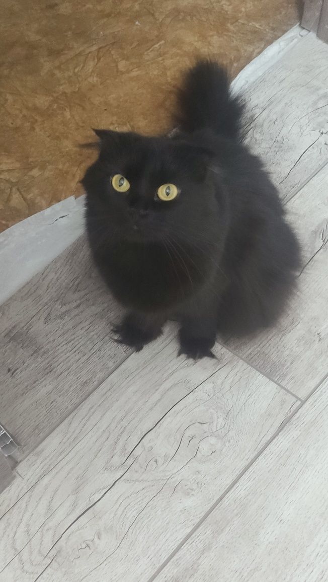 Отдам породистую кошку