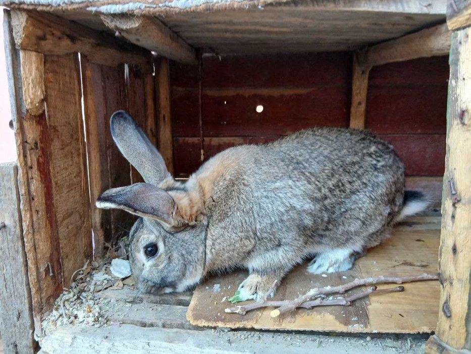 Кролики породистые (белый великан и шиншилла)