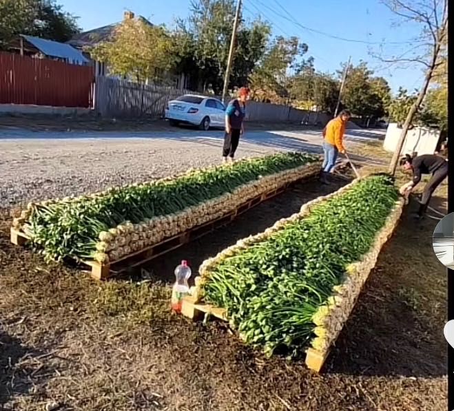 Țelină de frunză spălată