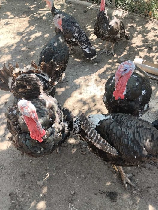 De vanzare Curci Curcani 12/14kg
