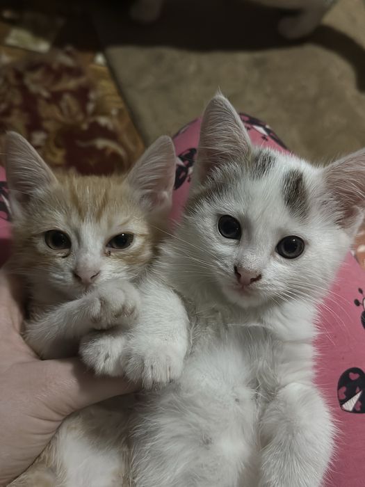 котята в хорошие руки