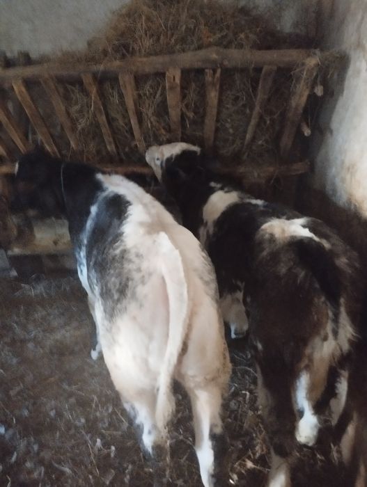 De vânzare două vițele belgiene preț 7200 lei