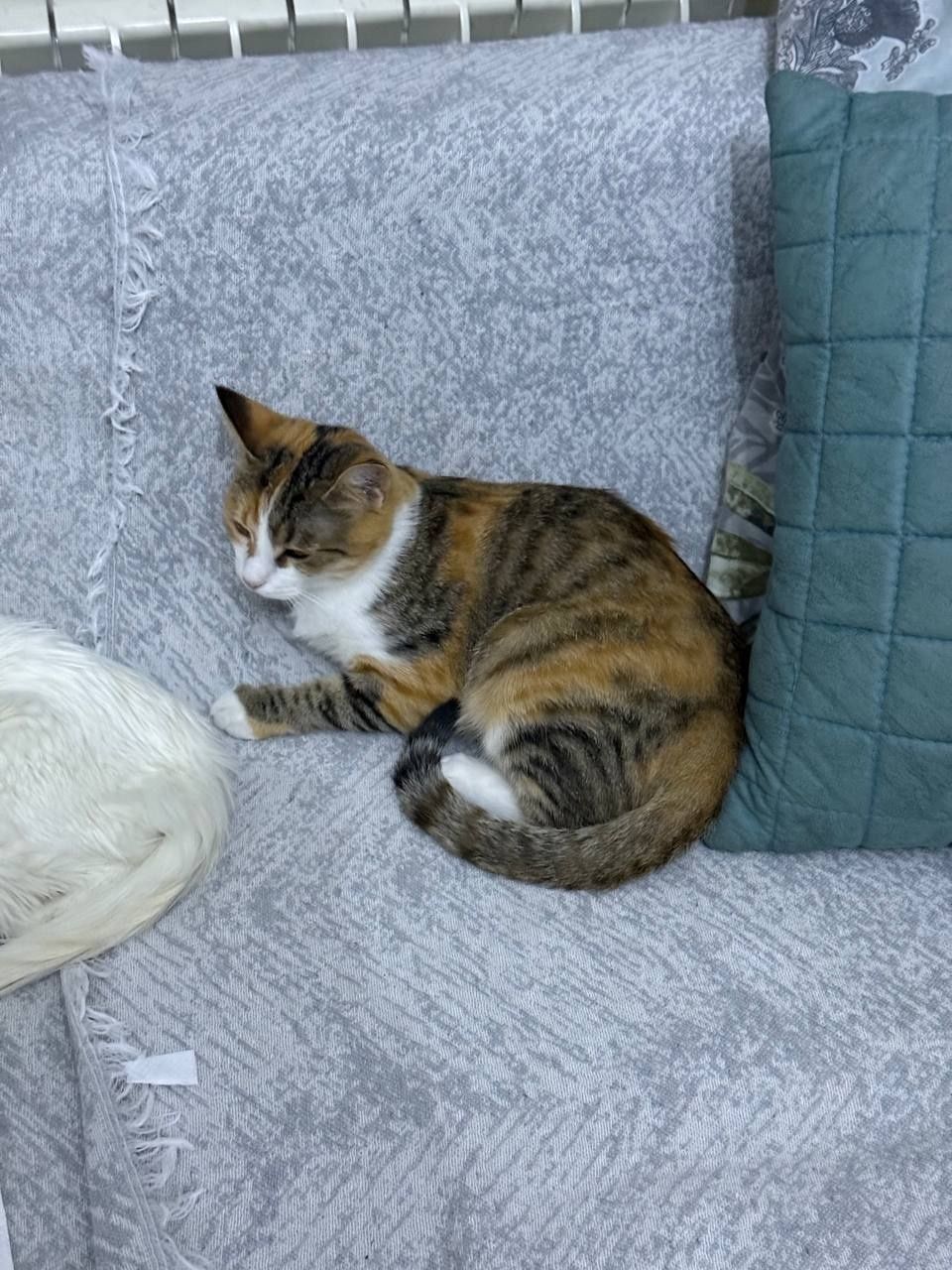 Кошка отдам даром