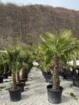 Palmier Trachycarpus rezistent la inghet