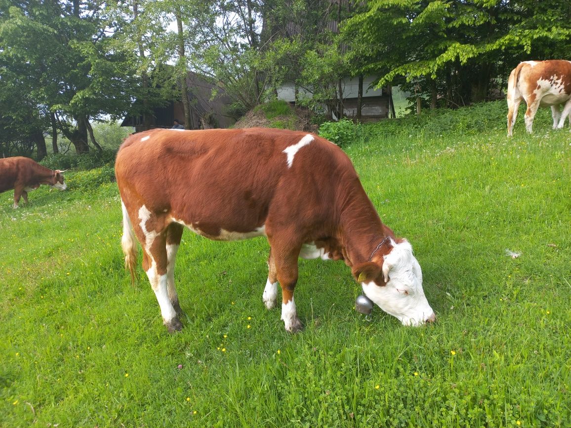 Vand doua juninci si o vaca, baltata romaneasca