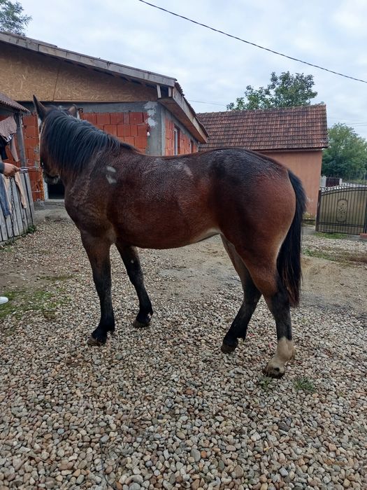 Vând mânză de un an și trei luni