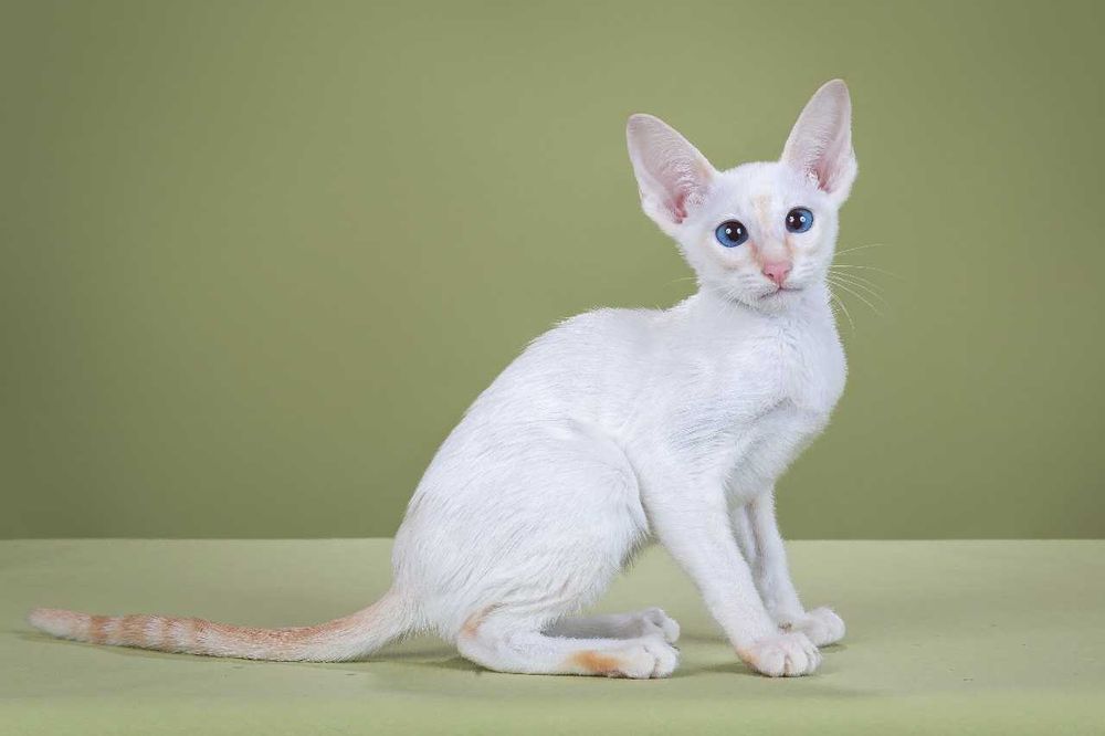 Ориентальная кошечка