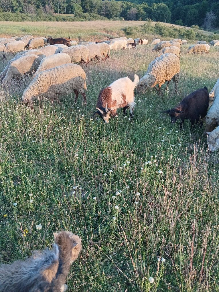 Vand 10 iezi preț  bun
