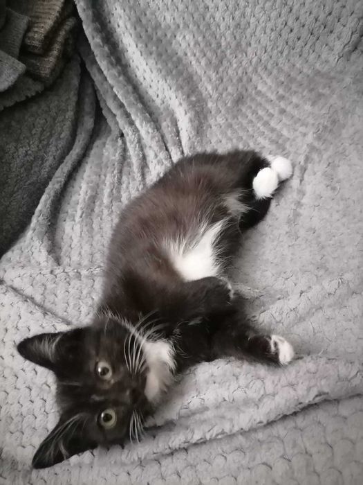 Чернобелый котенок в добрые руки