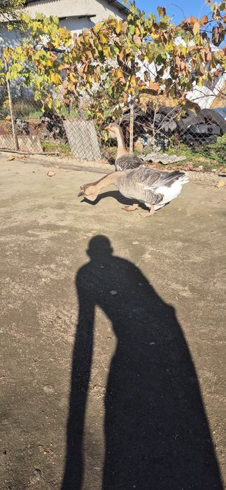 Vând gaste metis holmogor