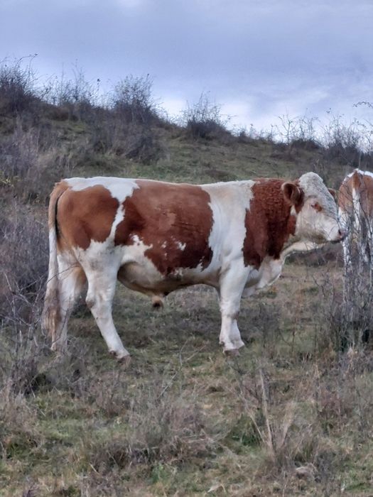 Vând taur bălțata românească
