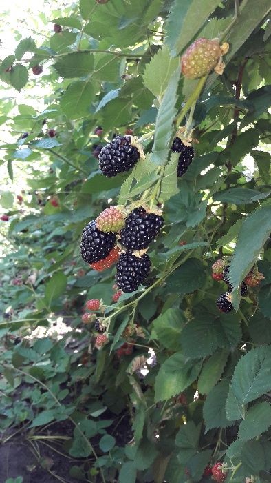 Vand MURE de cultura soiul Thornfree