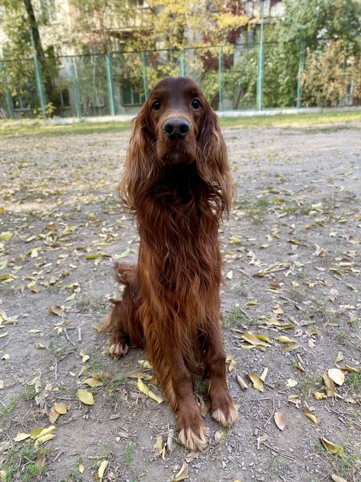 Кобель для вязки Ирландский сеттер