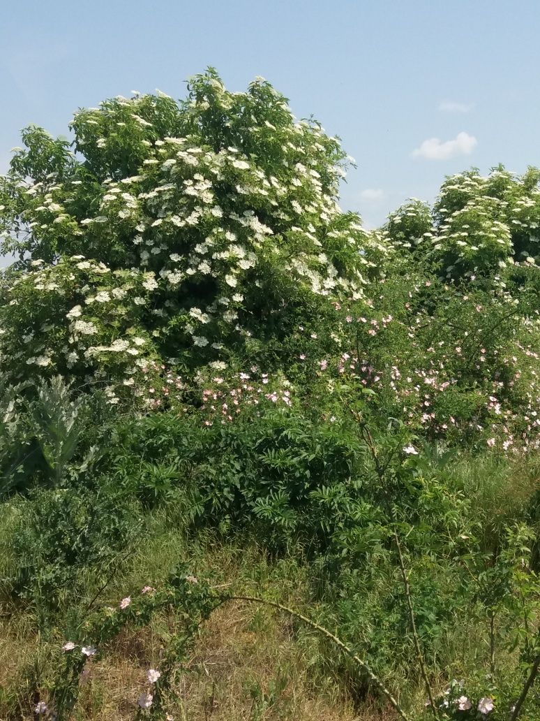 Flori de soc naturale