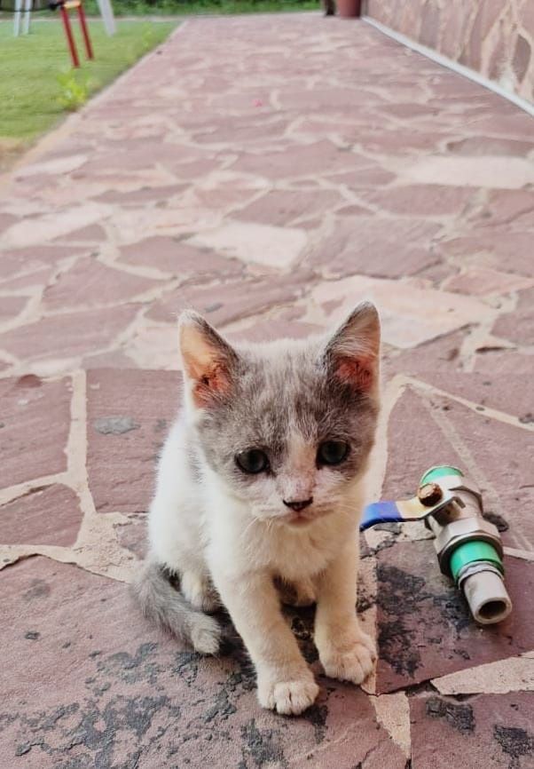 Ищу дом для котят