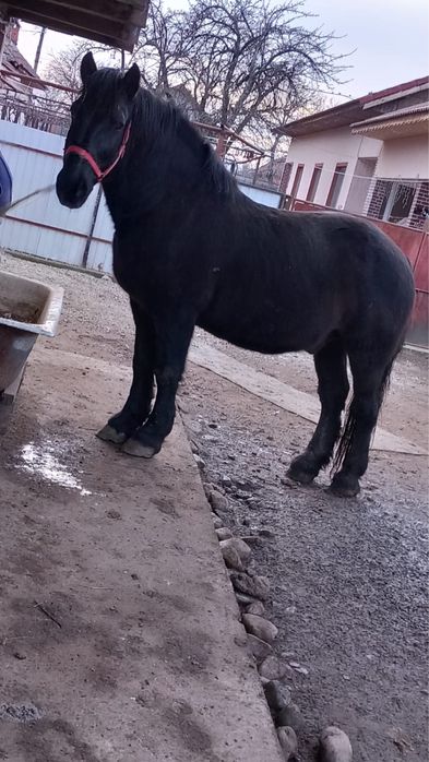 Cal semi greu de vanzare