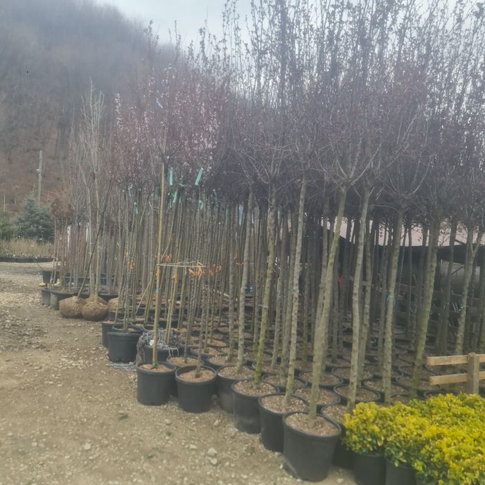 Platan englezesc mesteacăn alb Tei