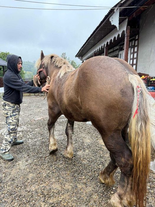 Mânz de 2 ani in decembrie!