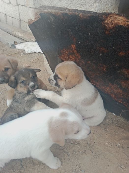 Алабаи Кушыктер Сатылады.