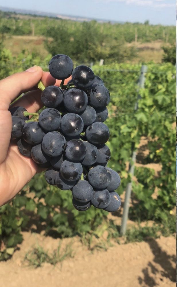 Struguri de masa si de vin Podgoria Panciu