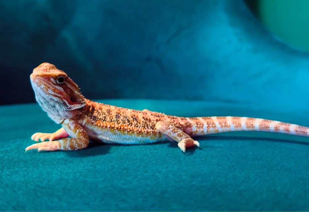 Брадата агама – перфектният домашен любимец!