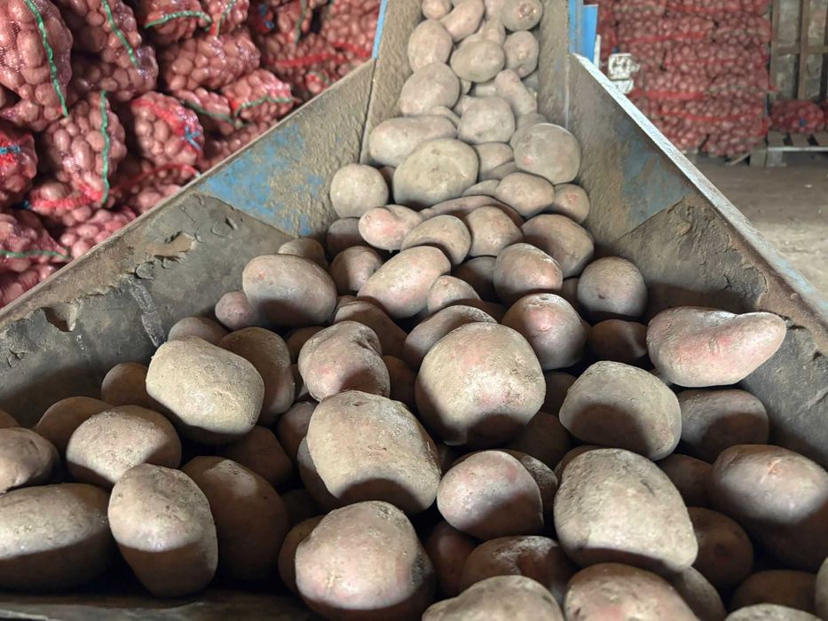 Cartofi rosii in cantitate mare, in biguri