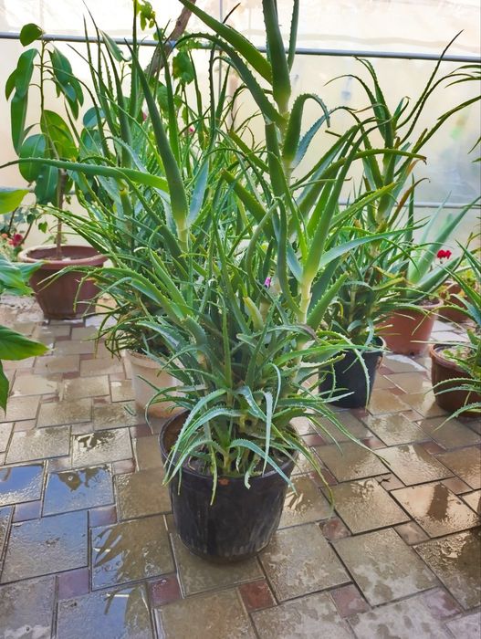 Цветы домашние лечебные