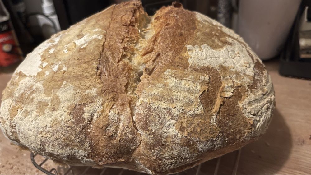 Maia salbatica/ Sourdough starter