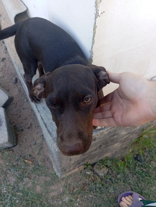 Продам собаку в связи с переездом