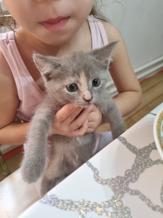 Маленькие котята