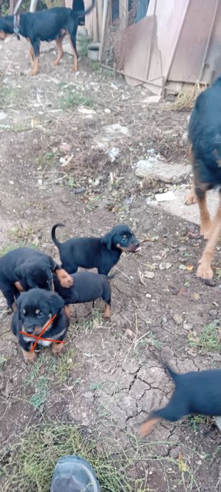 Ловджийски кученца на Месец и половина(Майка Гонче-Баща Барак)4 наличн