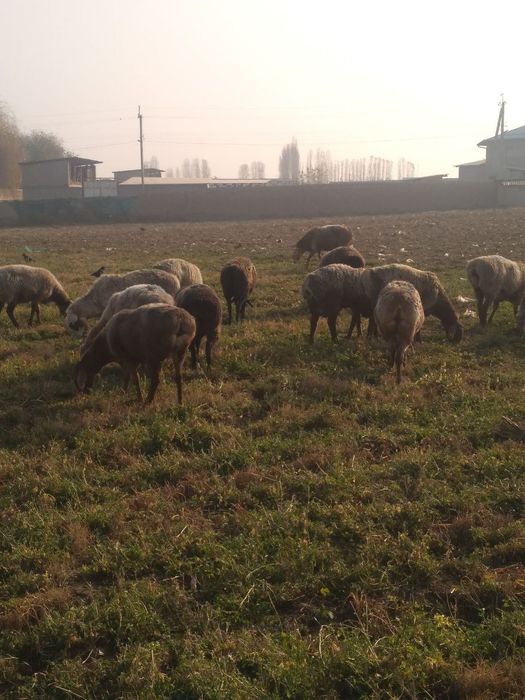 Киргизстон куйи арзон