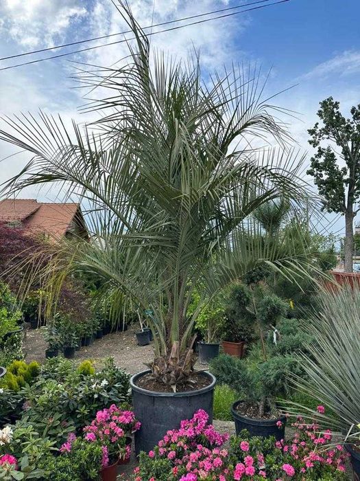 Alege Plante Ornamentale de Calitate Superioară pentru Grădina Ta